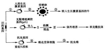 應(yīng)用生物工程技術(shù)獲取新型生物產(chǎn)品——以轉(zhuǎn)人生長激素基因?yàn)槔? />
</span>
<span id=